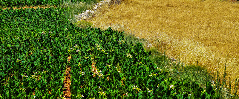 Plantadeira Manual